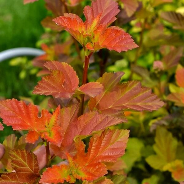 Пузыреплодник Amber Jubilee › ХВОЯ24 - питомник растений в вашем кармане!