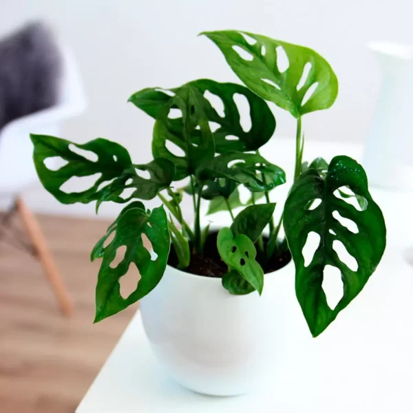 Монстера Манки Маус › ХВОЯ24 - питомник растений в вашем кармане!