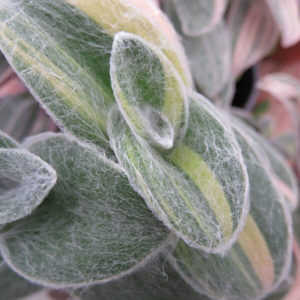 15171117.jpg › ХВОЯ24 - питомник растений в вашем кармане!