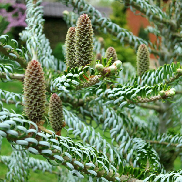 Пихта корейская Сильберлок (Abies koreana Silberlocke) › ХВОЯ24 - питомник растений в вашем кармане!