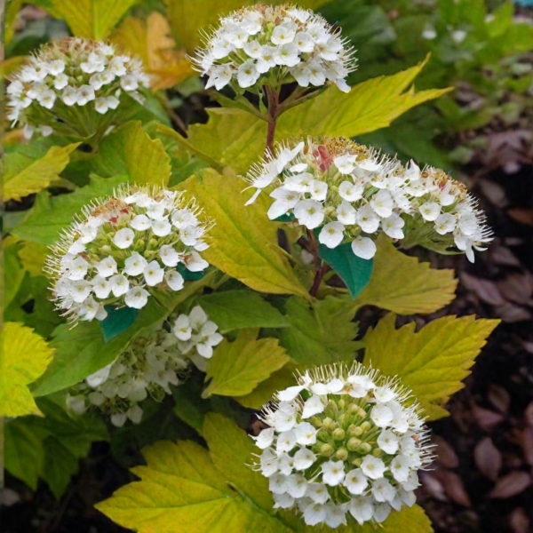 Пузыреплодник Darts Gold › ХВОЯ24 - питомник растений в вашем кармане!