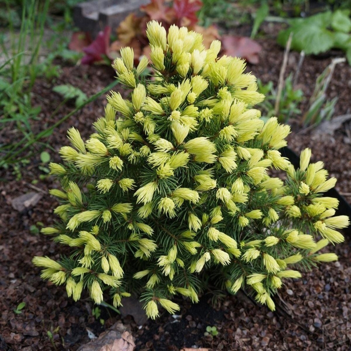 22622685.jpg › ХВОЯ24 - питомник растений в вашем кармане!