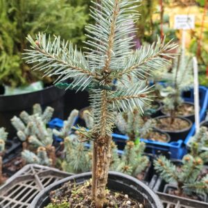 24543289.jpg › ХВОЯ24 - питомник растений в вашем кармане!