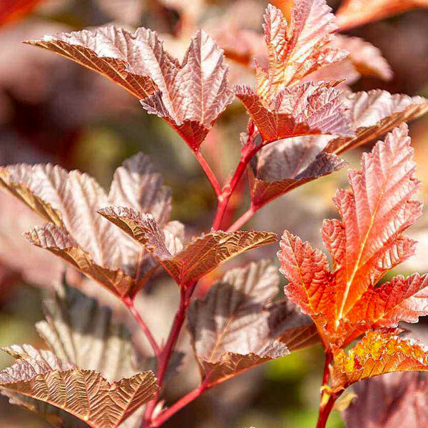 Пузыреплодник Андрэ (Andre) › ХВОЯ24 - питомник растений в вашем кармане!