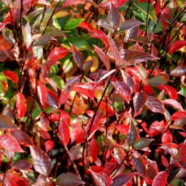 29944197.jpg › ХВОЯ24 - питомник растений в вашем кармане!