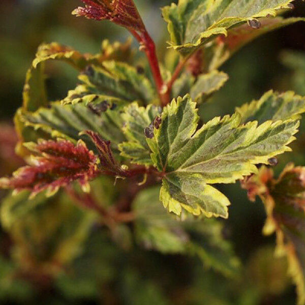 Пузыреплодник Хамелеон (Chameleon) › ХВОЯ24 - питомник растений в вашем кармане!