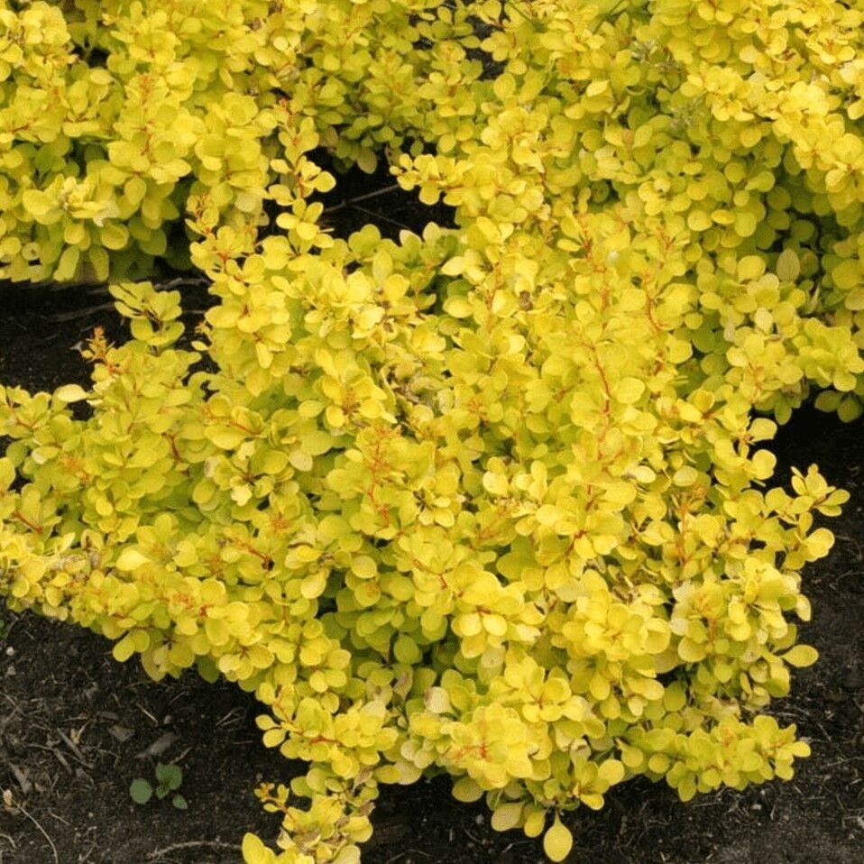 40483161.jpg • ХВОЯ24 • Питомник растений у вас в кармане! • ХВОЯ24