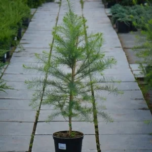 47095716.jpg › ХВОЯ24 - питомник растений в вашем кармане!