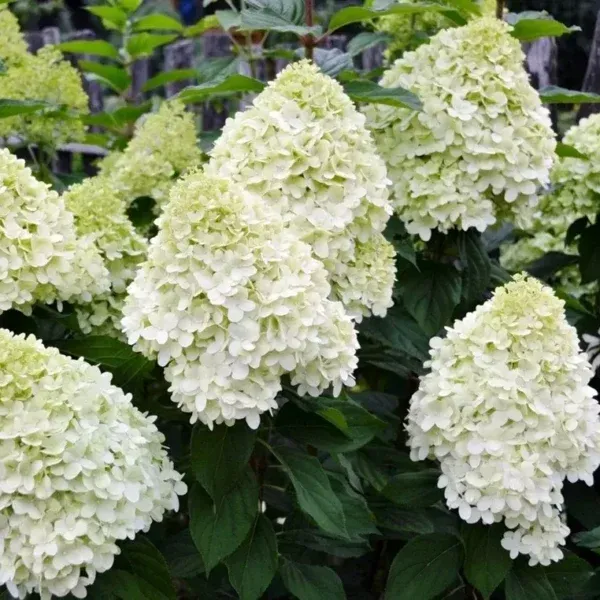 48067193.webp › ХВОЯ24 - питомник растений в вашем кармане!