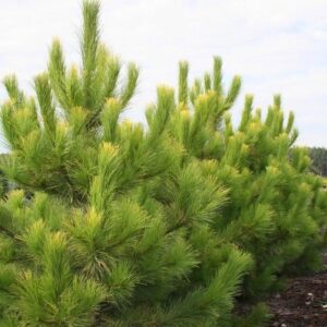 52068750.jpg › ХВОЯ24 - питомник растений в вашем кармане!