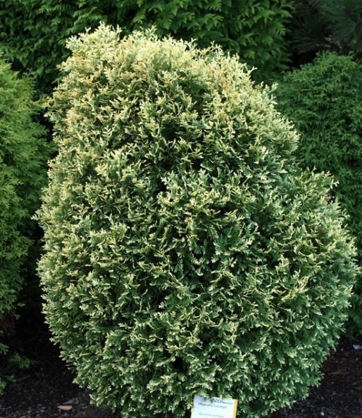 54868482.jpg • ХВОЯ24 • Питомник растений у вас в кармане! • ХВОЯ24