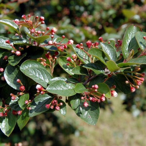 57339012.jpg › ХВОЯ24 - питомник растений в вашем кармане!