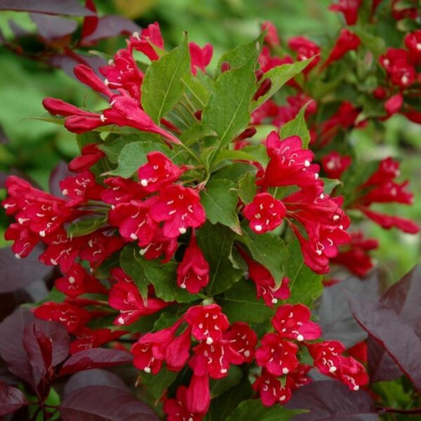 62909556.jpg › ХВОЯ24 - питомник растений в вашем кармане!