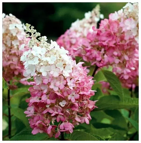 66537237.webp › ХВОЯ24 - питомник растений в вашем кармане!