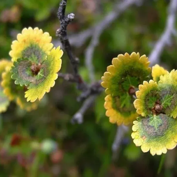 Береза карликовая Голден Трэже › ХВОЯ24 - питомник растений в вашем кармане!