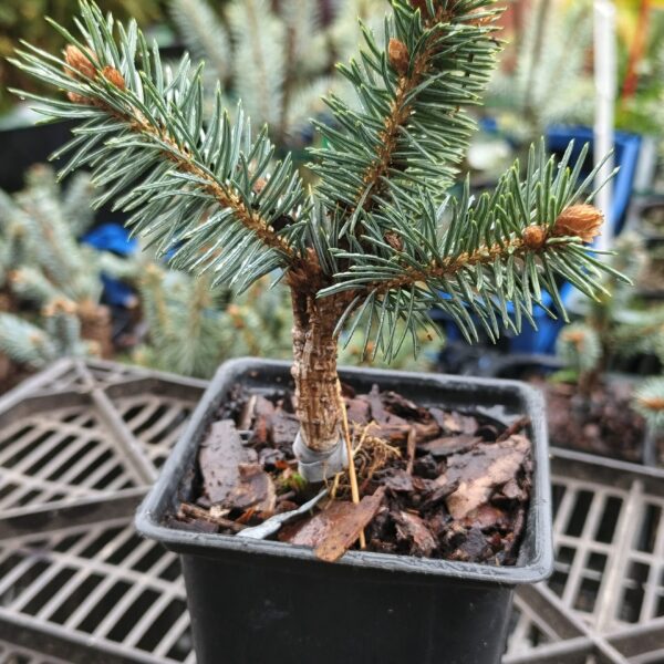 76192662.jpg › ХВОЯ24 - питомник растений в вашем кармане!