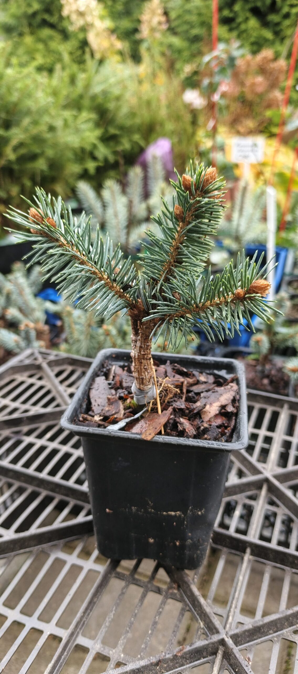 76192662.jpg › ХВОЯ24 - питомник растений в вашем кармане!