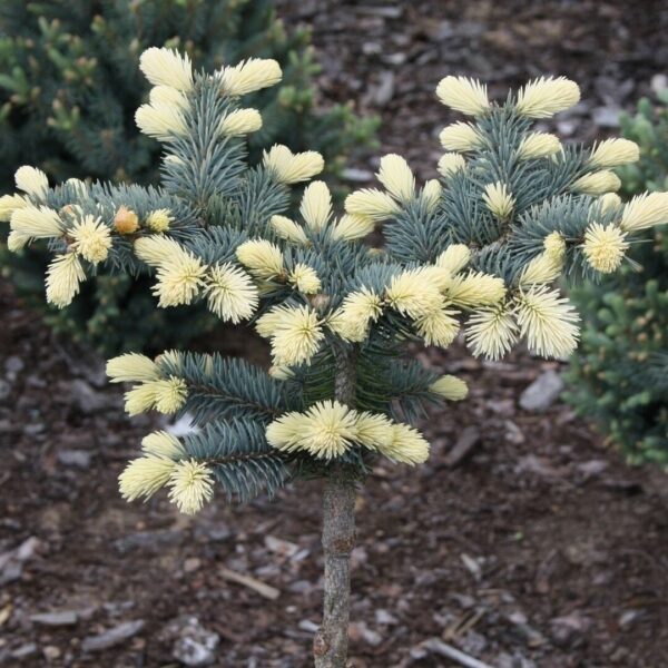 82106959.jpg › ХВОЯ24 - питомник растений в вашем кармане!