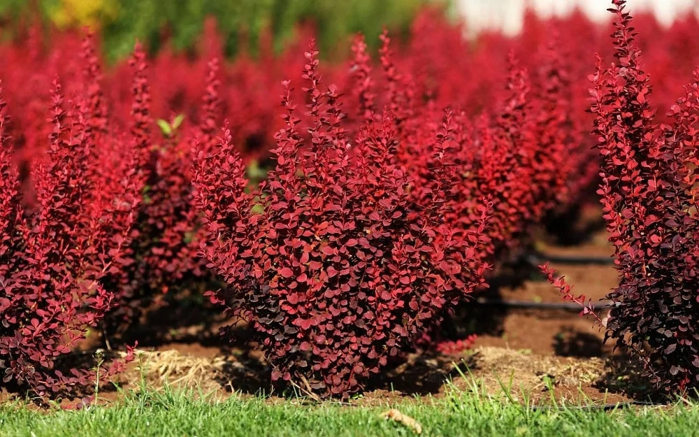 85237428.jpg • ХВОЯ24 • Питомник растений у вас в кармане! • ХВОЯ24