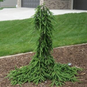 87776191.jpg › ХВОЯ24 - питомник растений в вашем кармане!