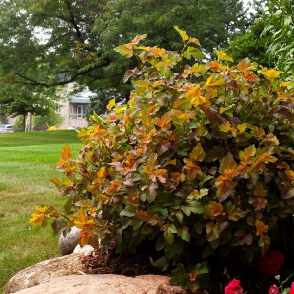 Пузыреплодник Amber Jubilee › ХВОЯ24 - питомник растений в вашем кармане!