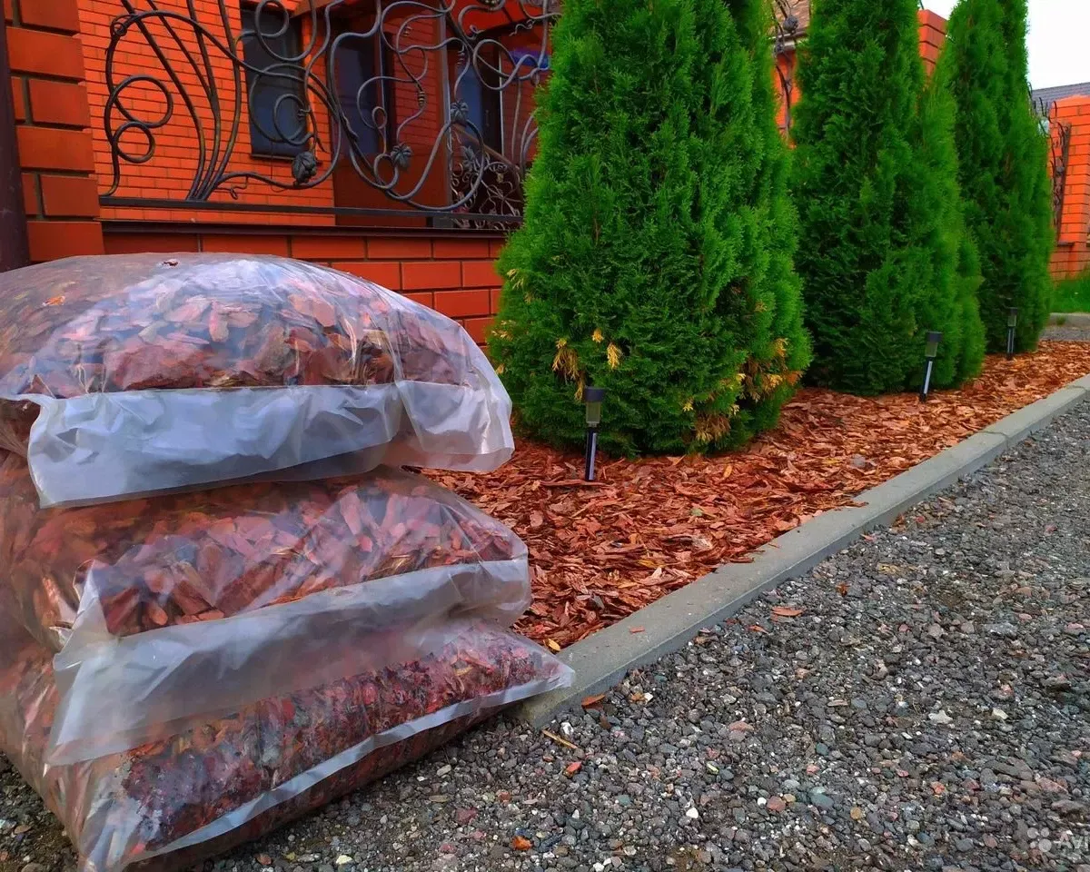 96272670.webp › ХВОЯ24 - питомник растений в вашем кармане!