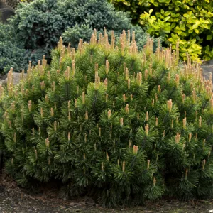 d181d0bed181d0bdd0b0-d0b3d0bed180d0bdd0b0d18f-d0bfd183d0bcd0b8d0bbd0b8d0be-pinus-mugo-d180umilio-d1812-10-20-1 › ХВОЯ24 - питомник растений в вашем кармане!