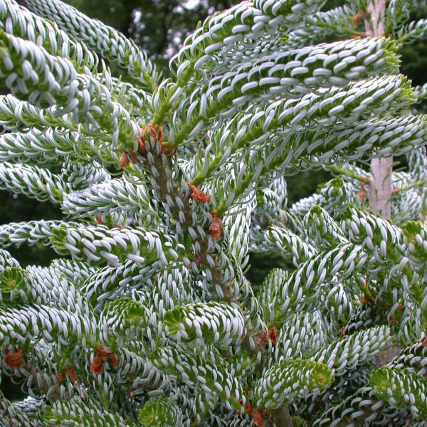 Пихта корейская Сильберлок (Abies koreana Silberlocke) › ХВОЯ24 - питомник растений в вашем кармане!