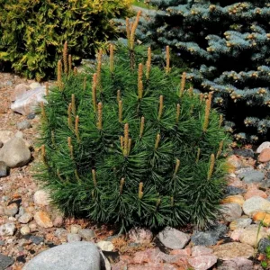 orig 1 › ХВОЯ24 - питомник растений в вашем кармане!