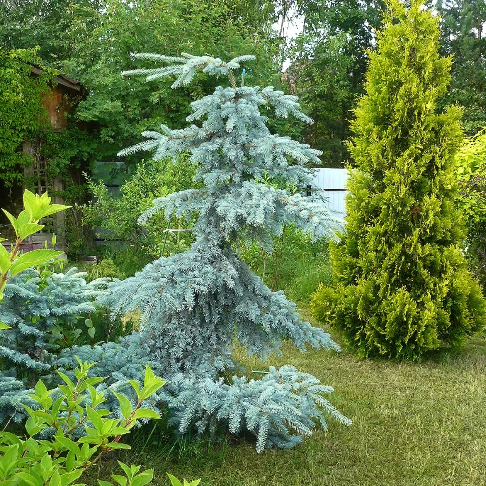 Picea-pungens-glauca-pendula-2-hvoia24 • ХВОЯ24 • Питомник растений у вас в кармане! • ХВОЯ24