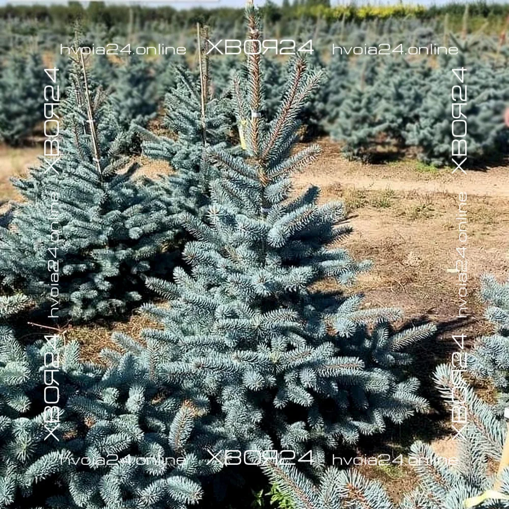 Picea-pungens-moj-ogrod-1-hvoia24 • ХВОЯ24 • Питомник растений у вас в кармане! • ХВОЯ24