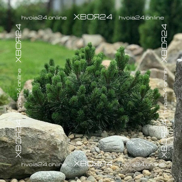 • ХВОЯ24