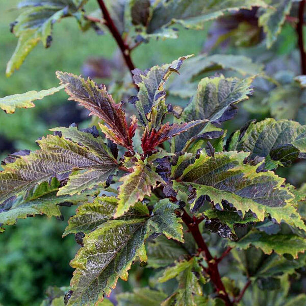 Пузыреплодник Хамелеон (Chameleon) › ХВОЯ24 - питомник растений в вашем кармане!