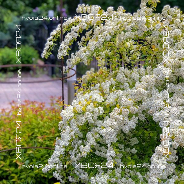  • ХВОЯ24