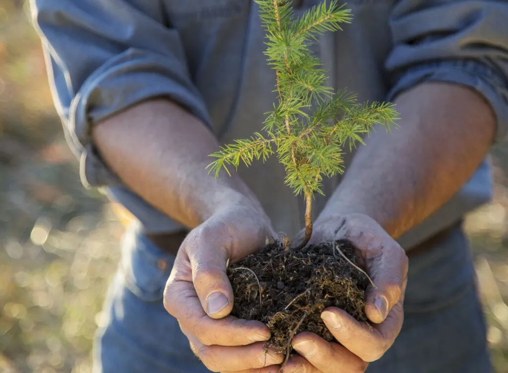 доращивание › ХВОЯ24 - питомник растений в вашем кармане!