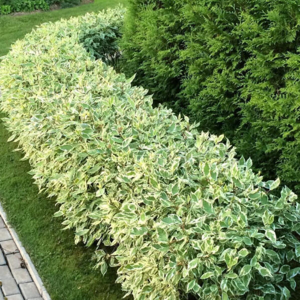 Дерен белый Элегантиссима › ХВОЯ24 - питомник растений в вашем кармане!