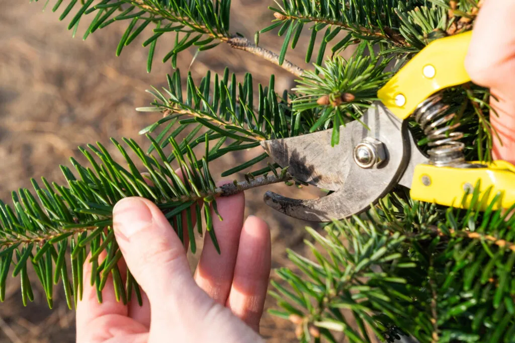 How To Trim A Christmas Tree › ХВОЯ24 - питомник растений в вашем кармане!
