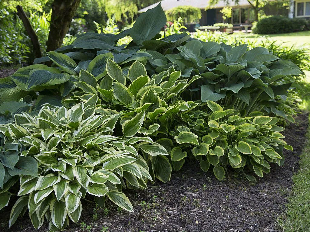 Gal 10 › ХВОЯ24 - питомник растений в вашем кармане!