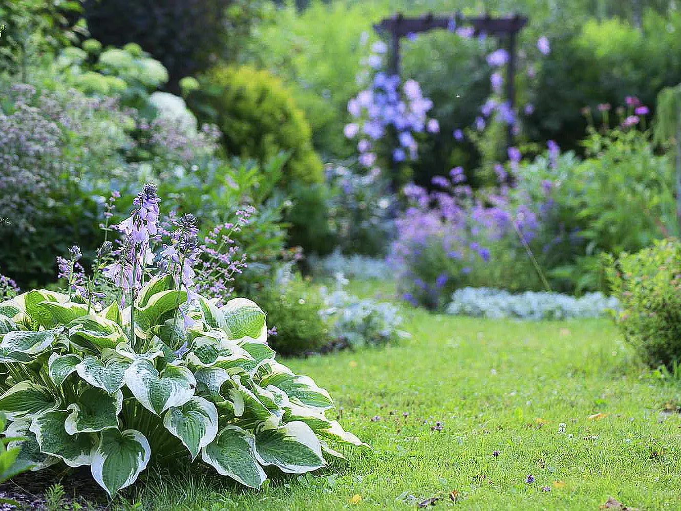 Gal 11 › ХВОЯ24 - питомник растений в вашем кармане!