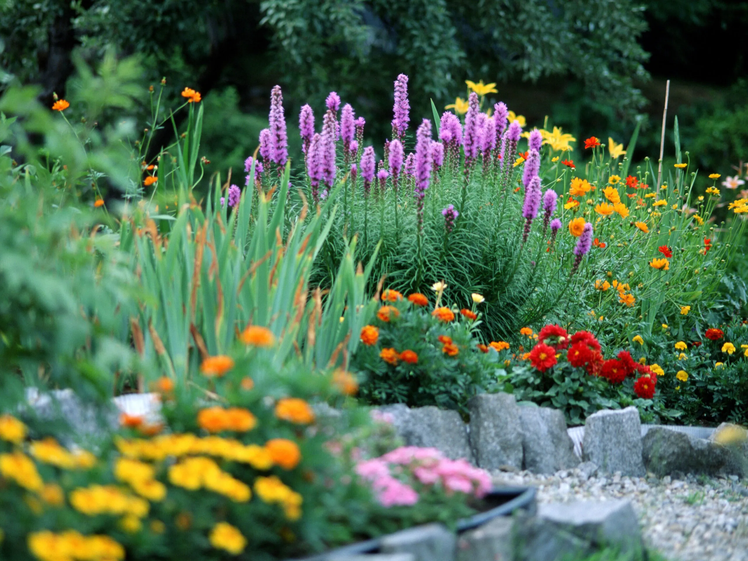 Gal 6 › ХВОЯ24 - питомник растений в вашем кармане!