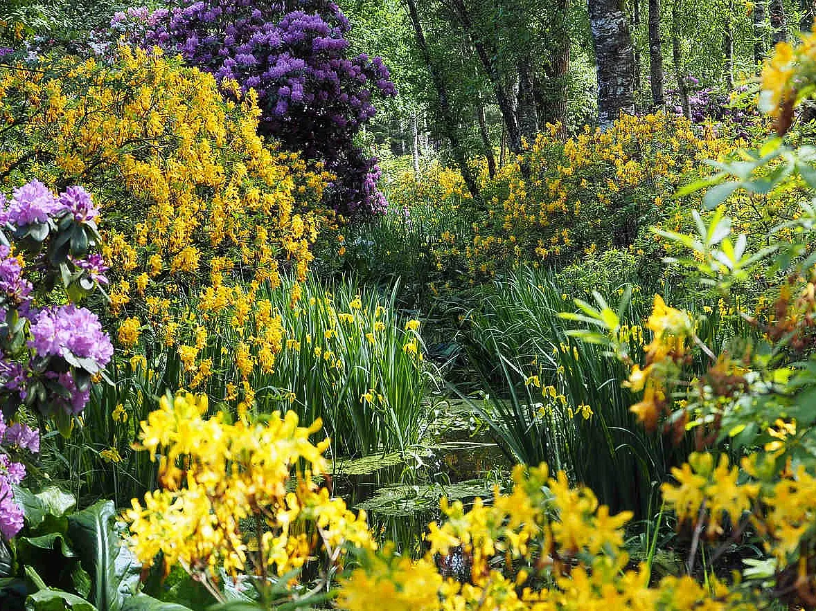 Gal 9 › ХВОЯ24 - питомник растений в вашем кармане!