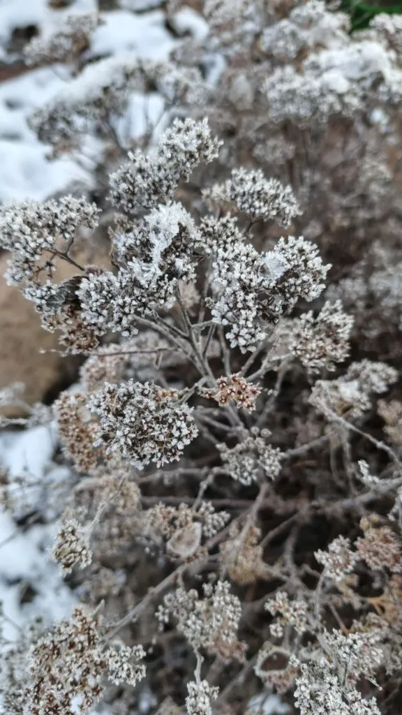 Photo 2025 11 16 08 50 14 › ХВОЯ24 - питомник растений в вашем кармане!