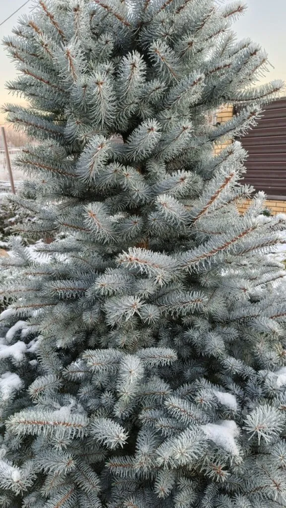 Photo 2025 11 16 08 50 16 › ХВОЯ24 - питомник растений в вашем кармане!