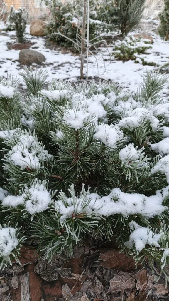 Photo 2025 11 16 08 50 17 2 › ХВОЯ24 - питомник растений в вашем кармане!