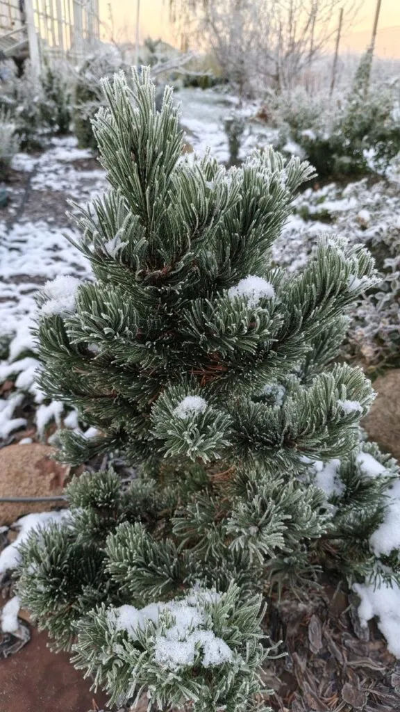 Photo 2025 11 16 08 50 17 › ХВОЯ24 - питомник растений в вашем кармане!