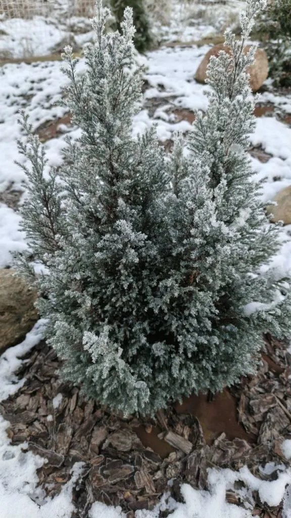 Photo 2025 11 16 08 50 18 2 › ХВОЯ24 - питомник растений в вашем кармане!