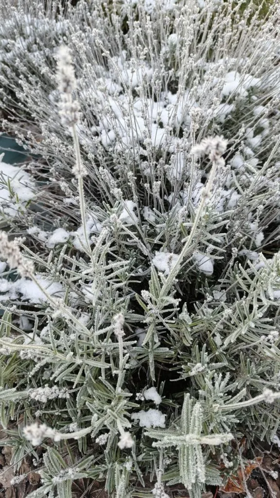 Photo 2025 11 16 08 50 18 › ХВОЯ24 - питомник растений в вашем кармане!