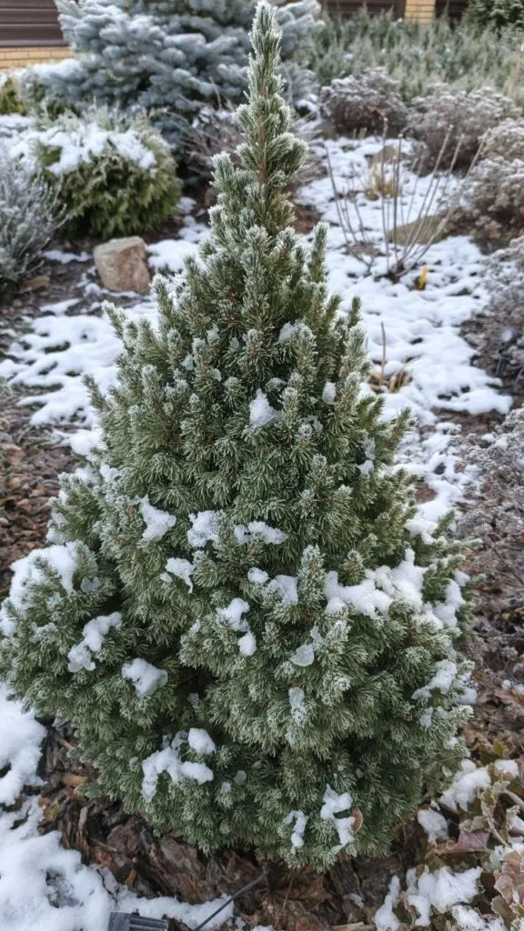 Photo 2025 11 16 08 50 19 › ХВОЯ24 - питомник растений в вашем кармане!