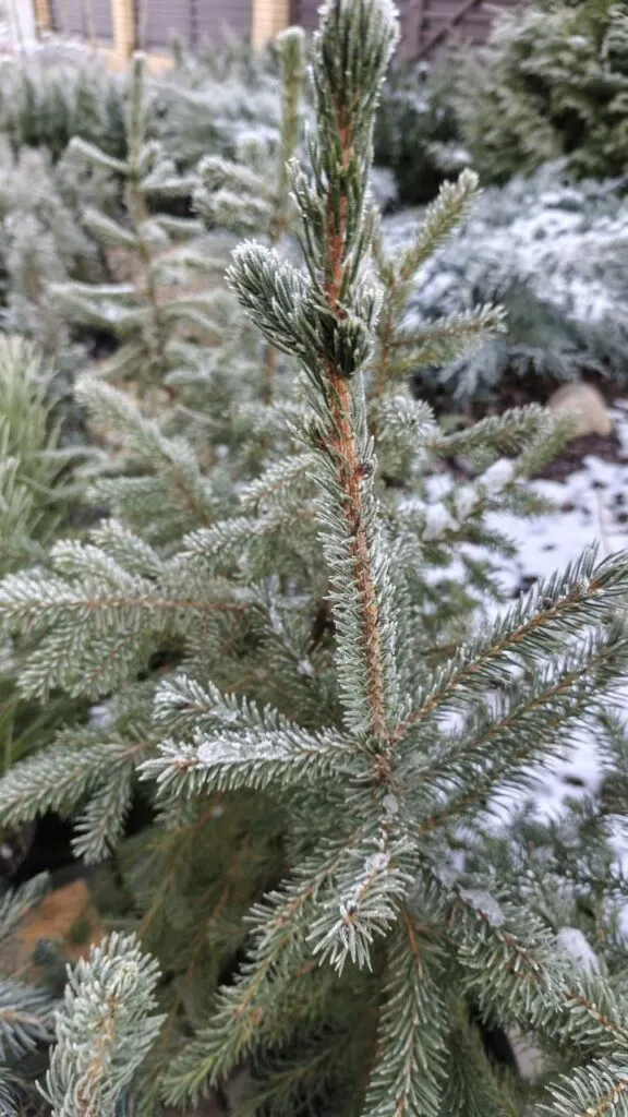 Photo 2025 11 16 08 50 20 2 › ХВОЯ24 - питомник растений в вашем кармане!