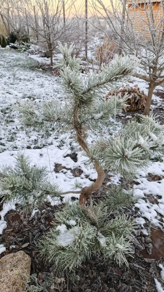 Photo 2025 11 16 08 50 20 › ХВОЯ24 - питомник растений в вашем кармане!